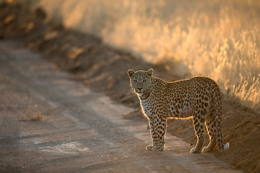 "Leopard on a dirt road — a highlight of safari destinations in South Africa"