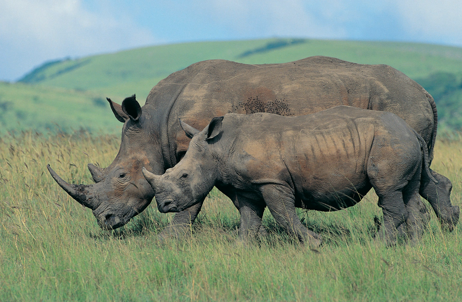 "Rhinos grazing in the Eastern Cape — a malaria-free safari destination in South Africa"