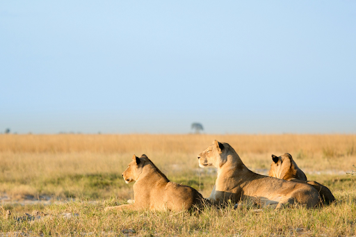 "Three lions resting in the golden grass — a classic view in top safari destinations in South Africa"