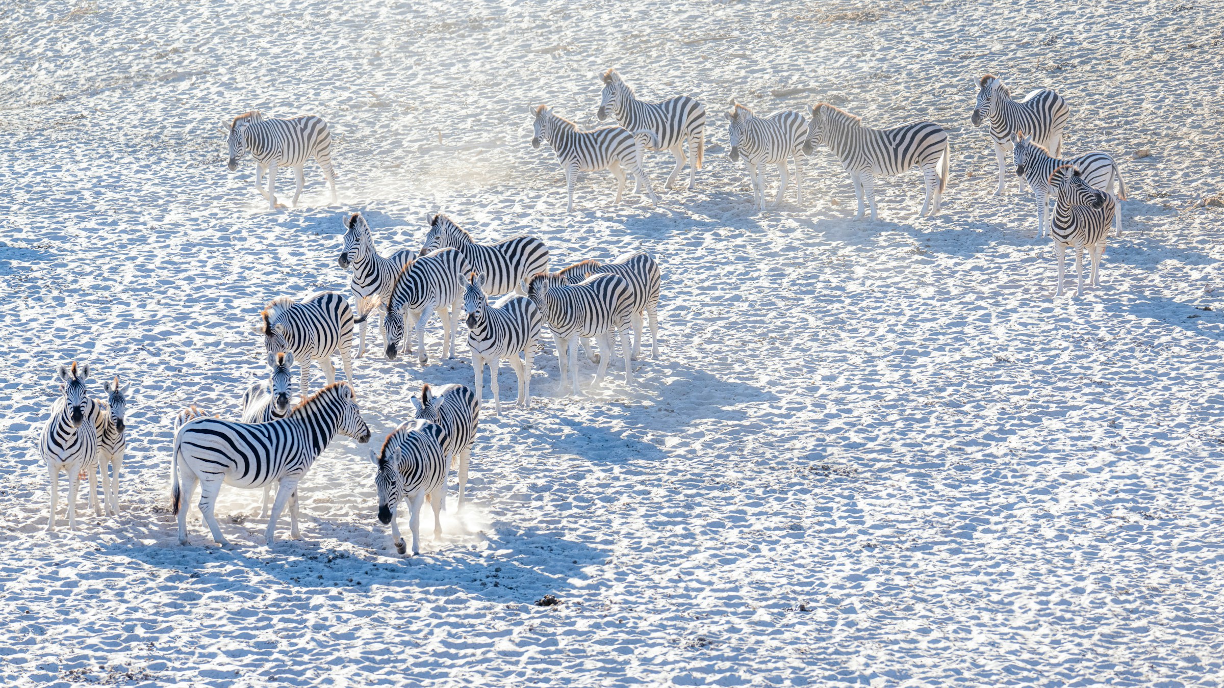 Zebra group encounter in botswana luxury safari