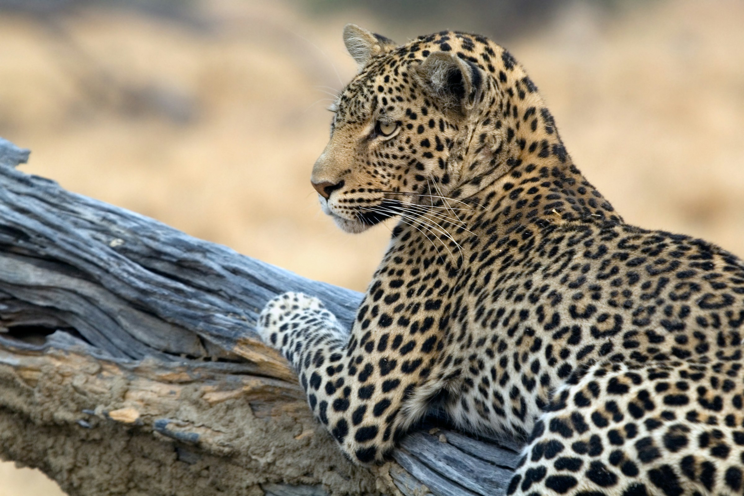 zambia safari experience jaguar