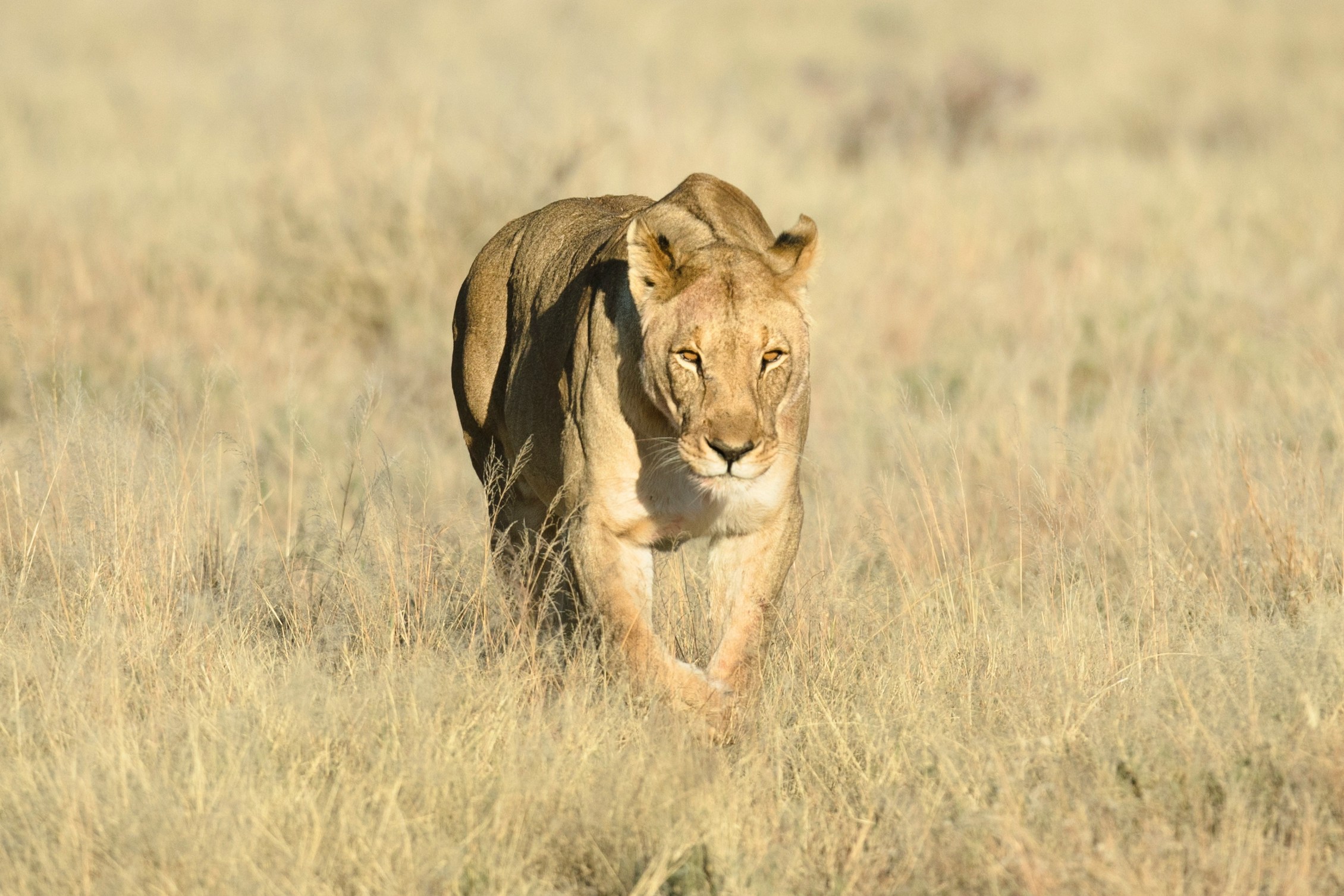 Wildlife tracking in Damaraland on privately guided Namibia safari