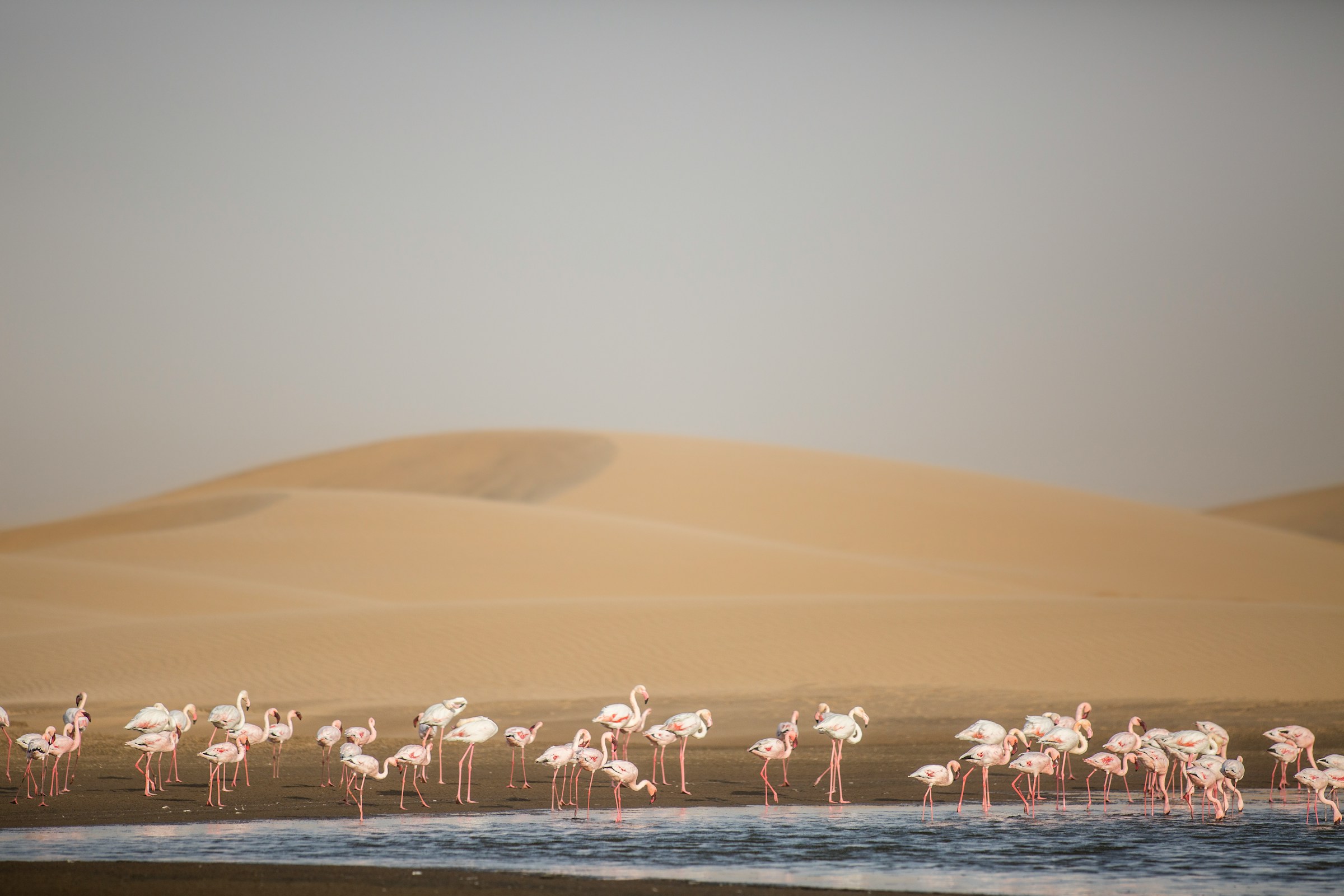Wildlife tracking in Damaraland on privately guided Namibia safari
