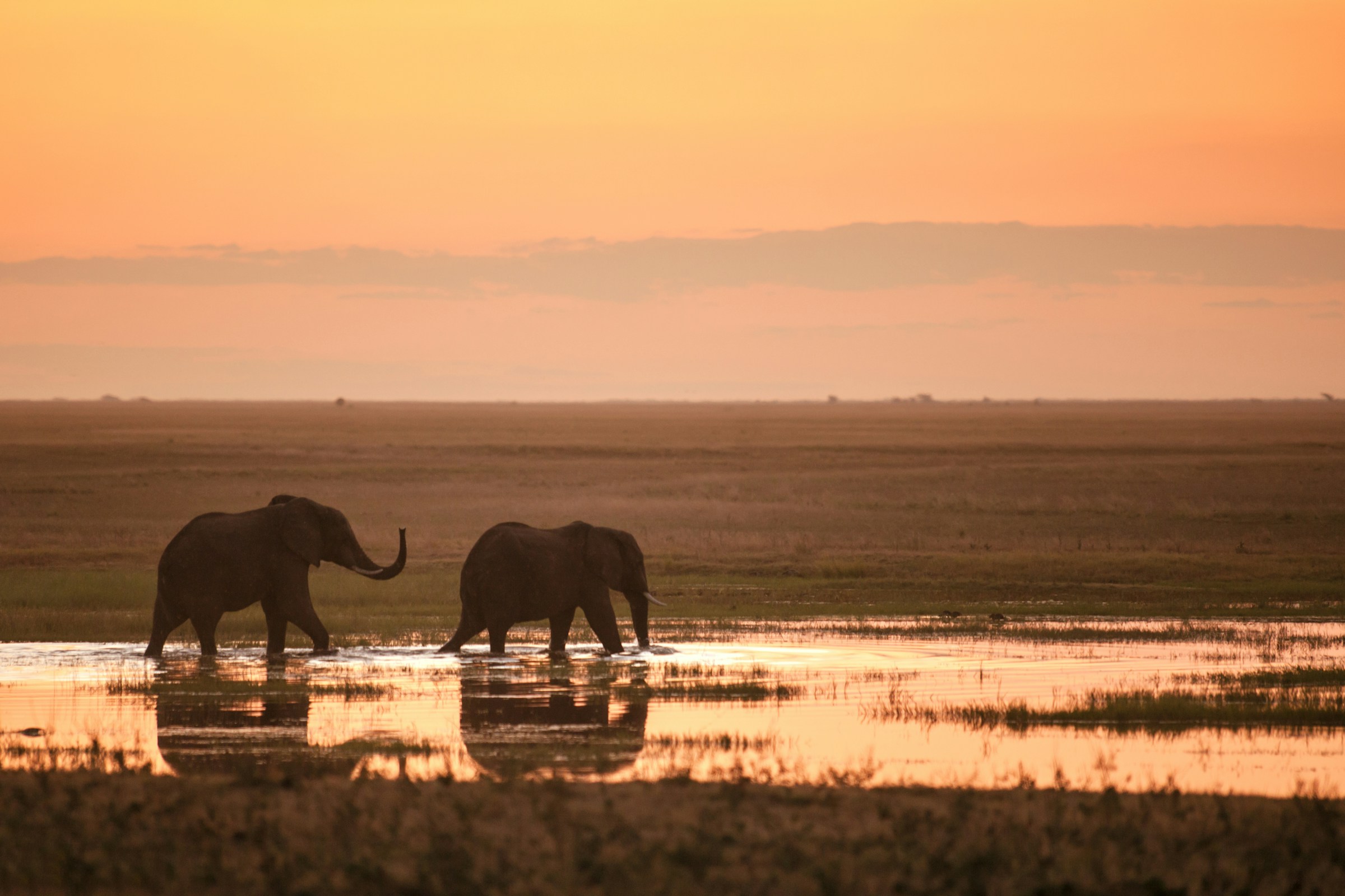 zambia safari experience elephant view