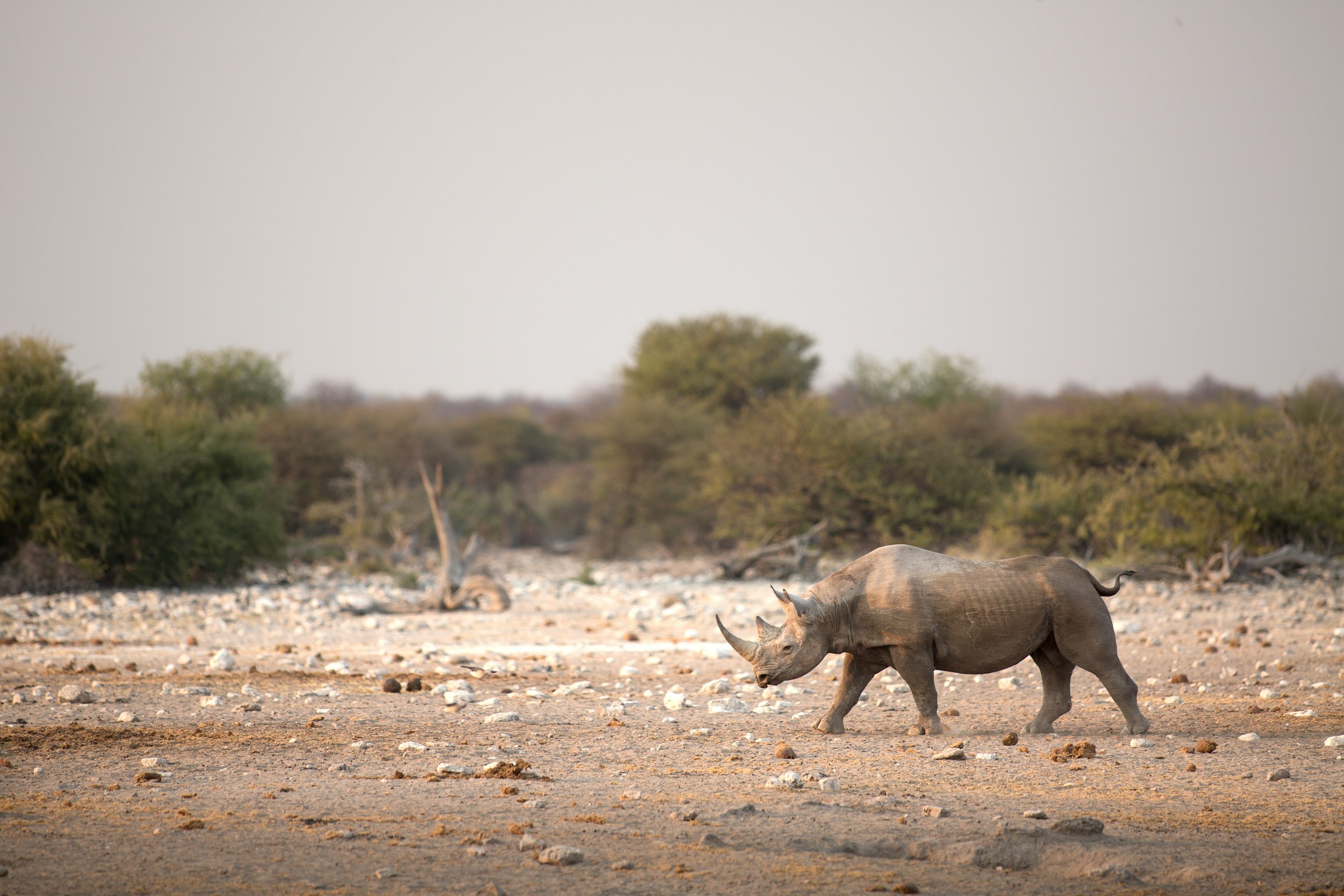 Rhino spotting on privately guided Namibia safari