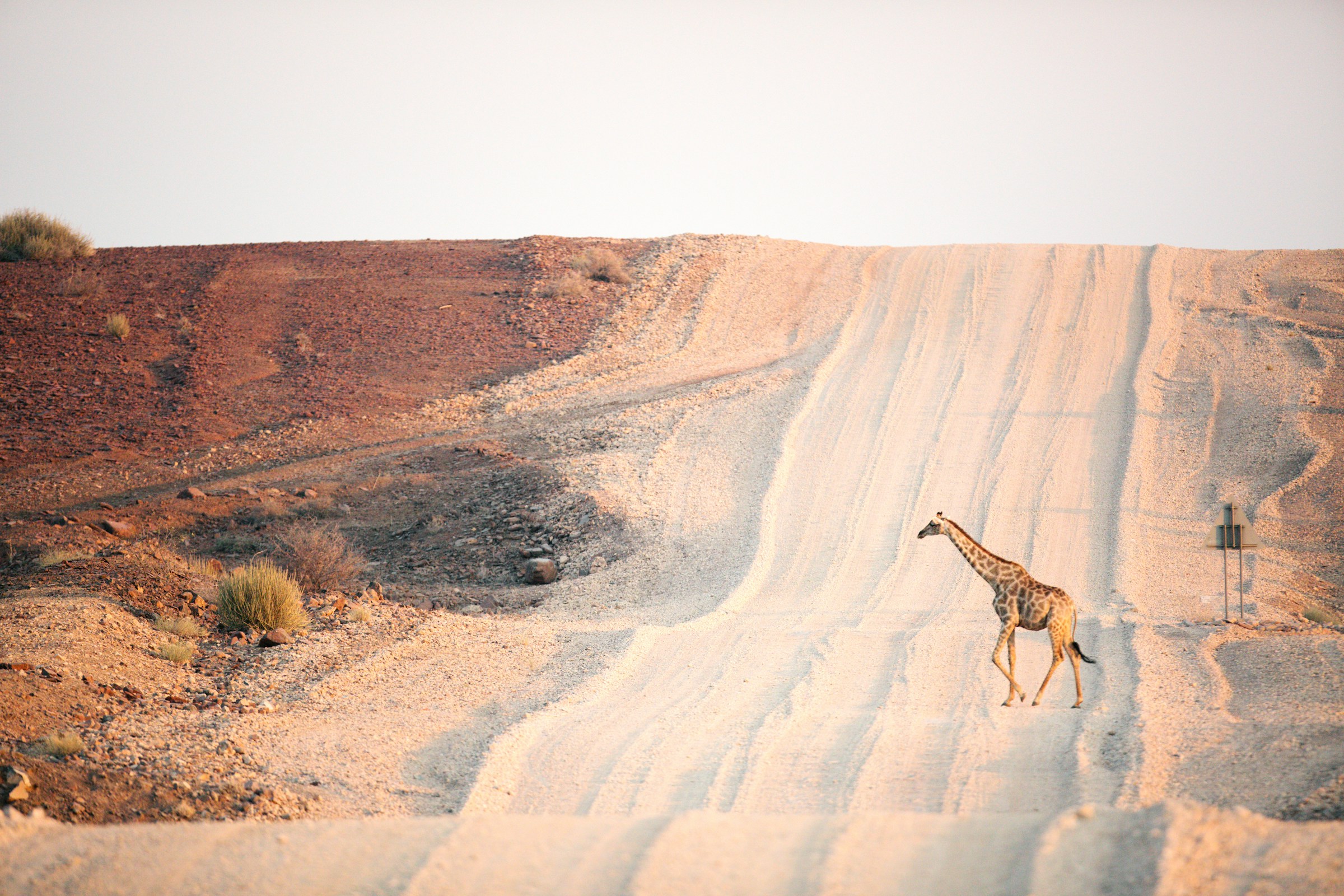 Giraffe crossing Namibia Overland Explorer