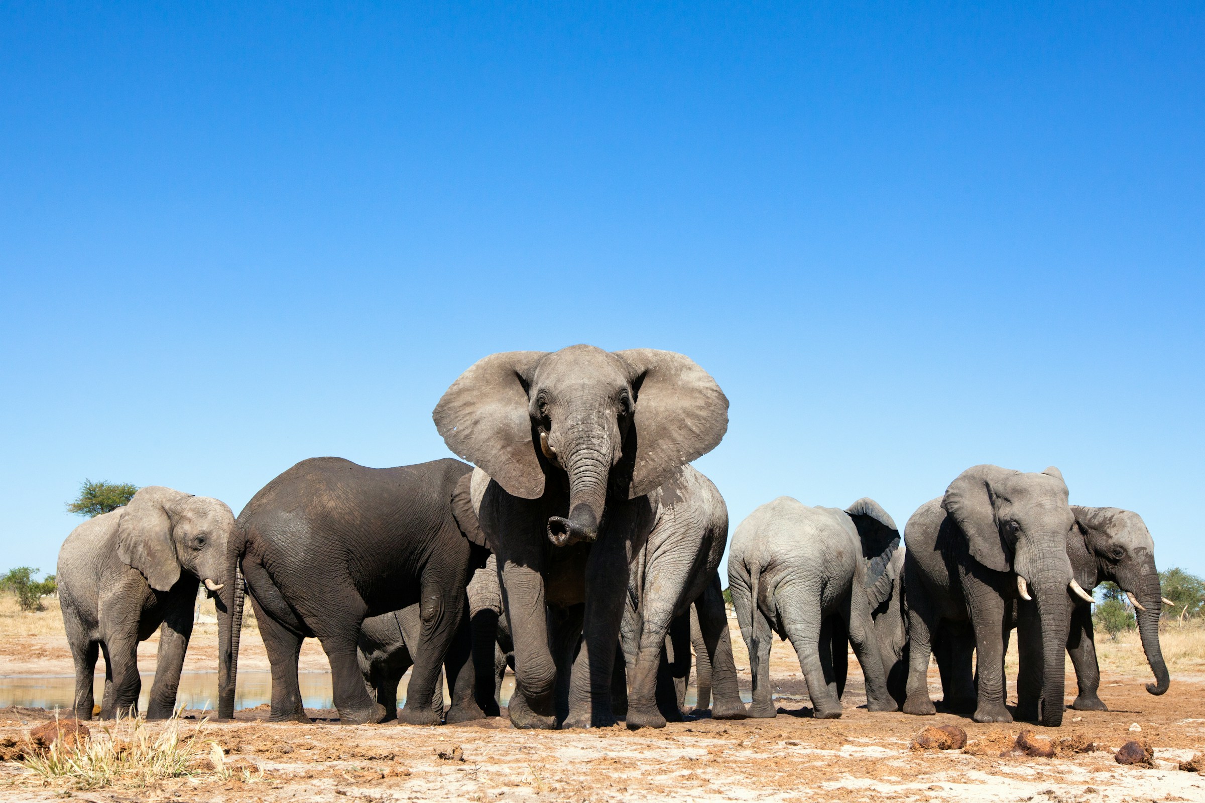 Zimbabwe safari Hwange Elephant Pool elephants drinking