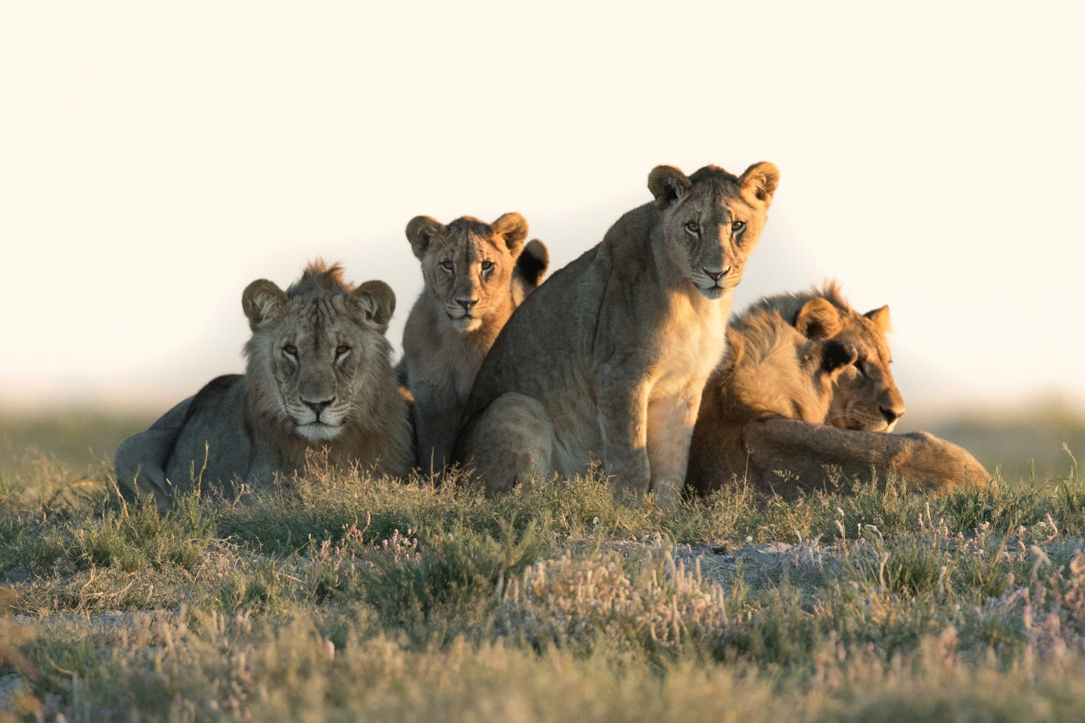 “Lion sighting in Moremi Game Reserve – Botswana luxury safari
