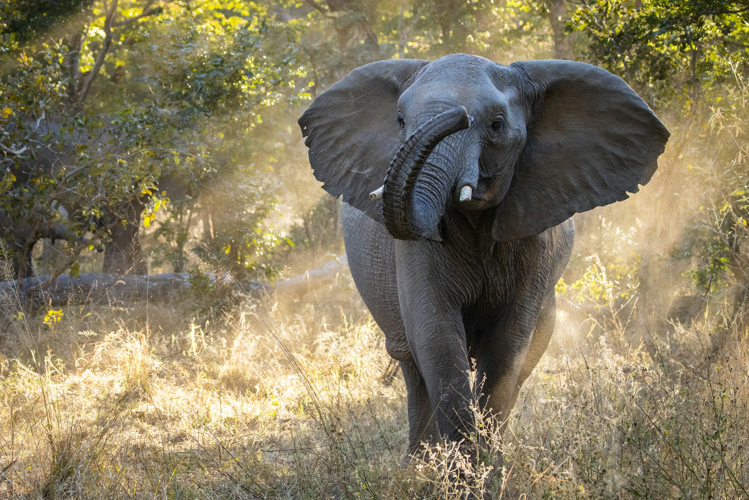 "Elephant Express ride during Zimbabwe safari itinerary"