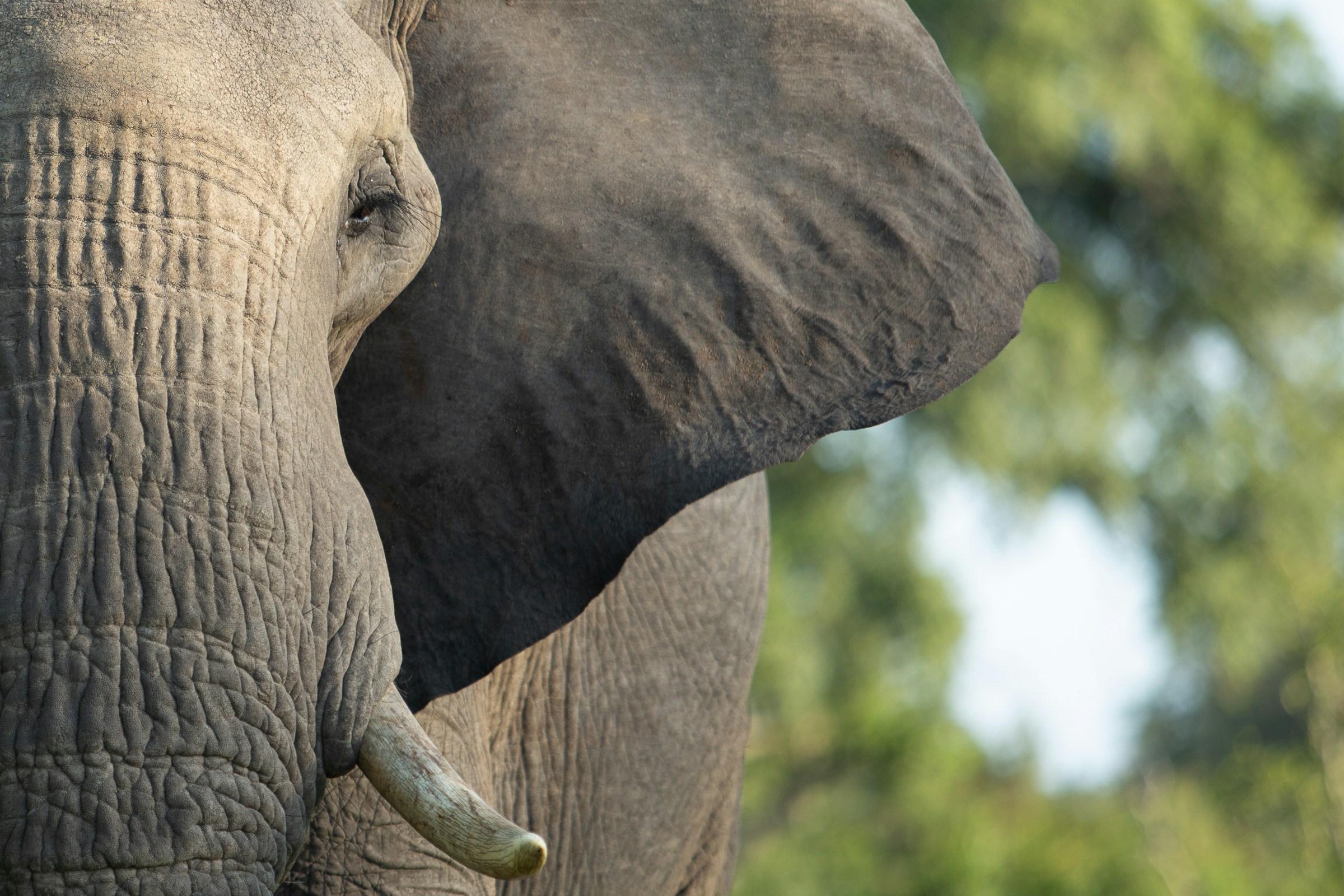 Big Five safari Sabi Sands Kruger luxury travel
