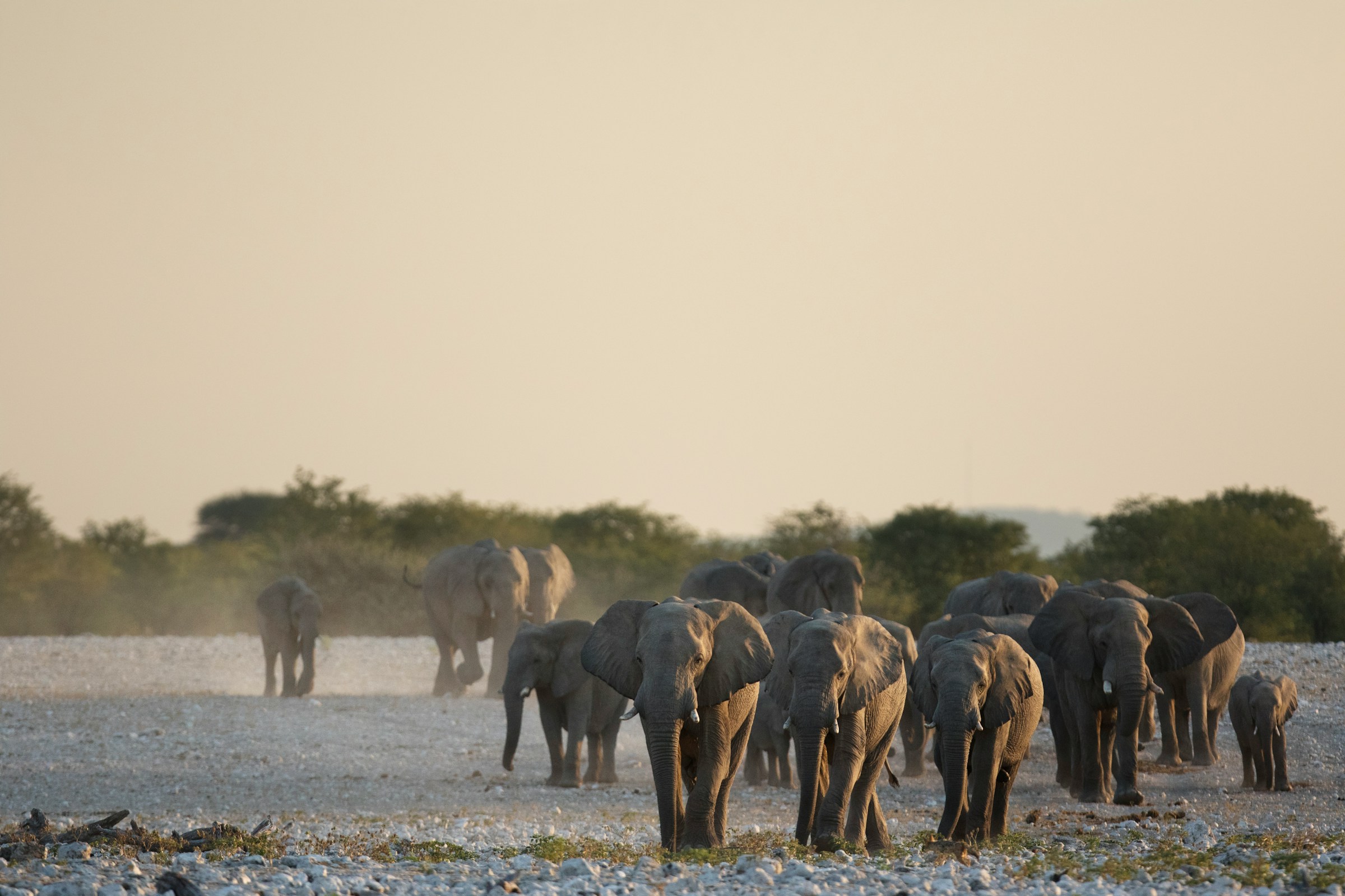 Herd of elephants walking through the Serengeti plains during a Tanzania luxury safari