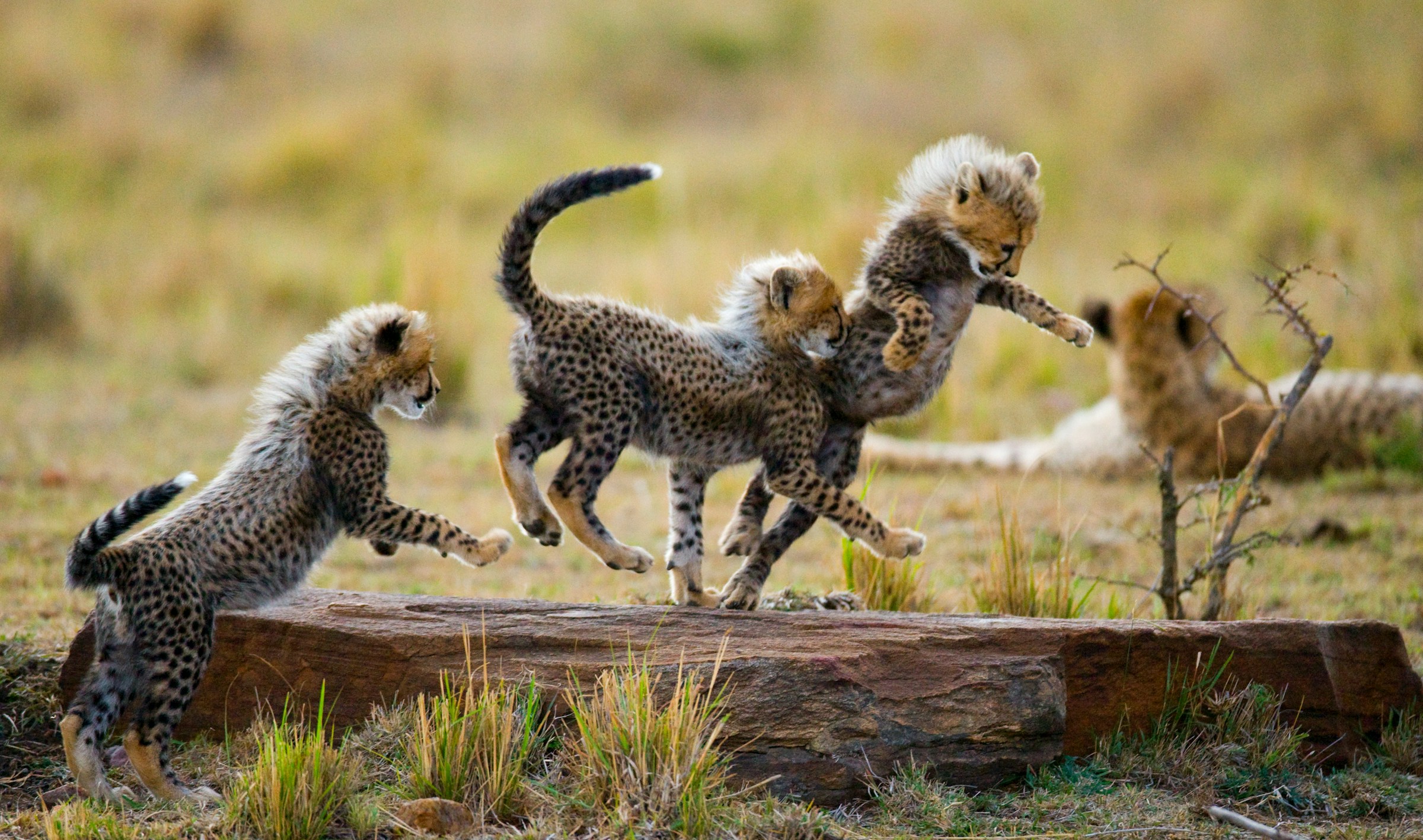 Cheetah cubs playing in the Serengeti during a luxury safari in Tanzania