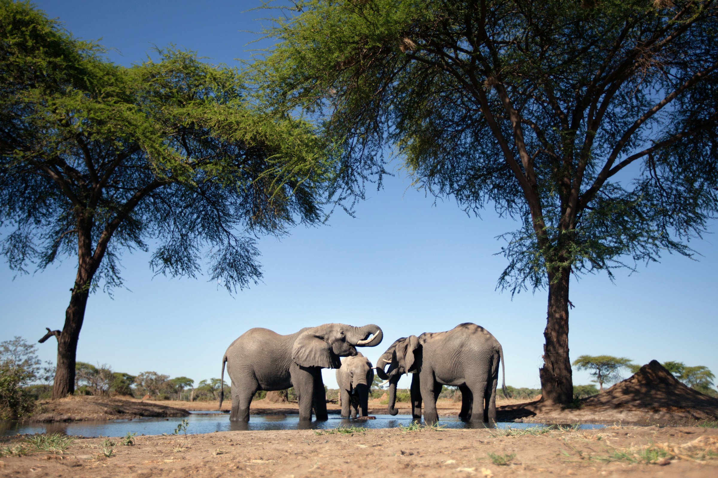 elephans at Zambia luxury walking safari