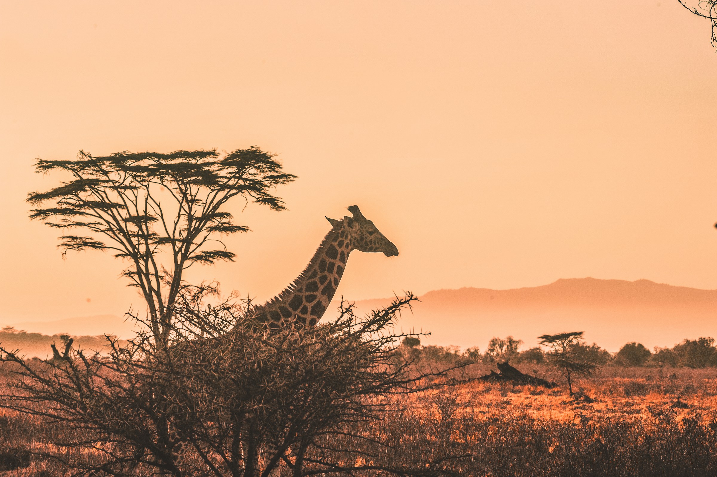 giraffe at safari in hidden kenya