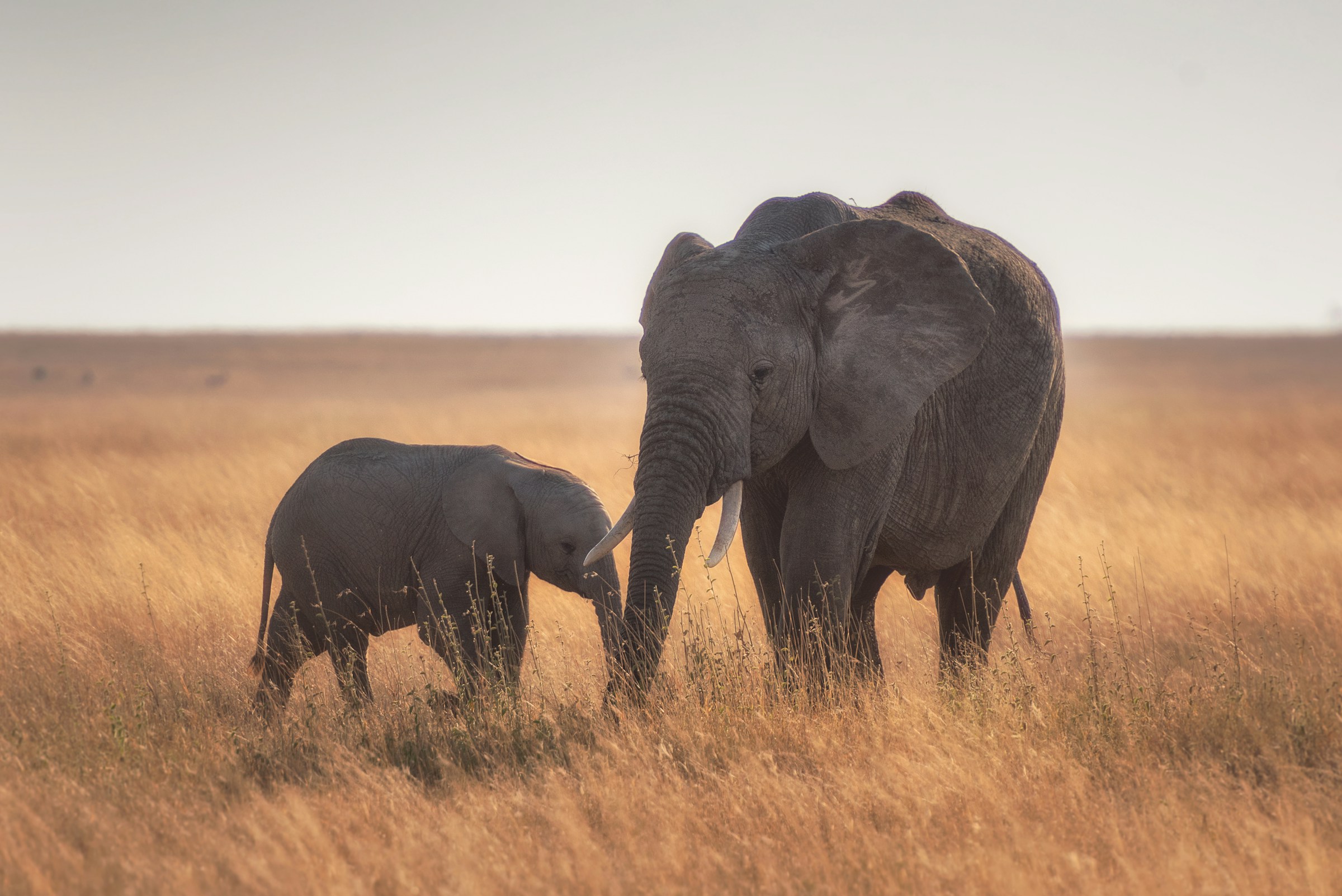 Elephant and calf roaming the golden plains of Serengeti National Park on a luxury safari