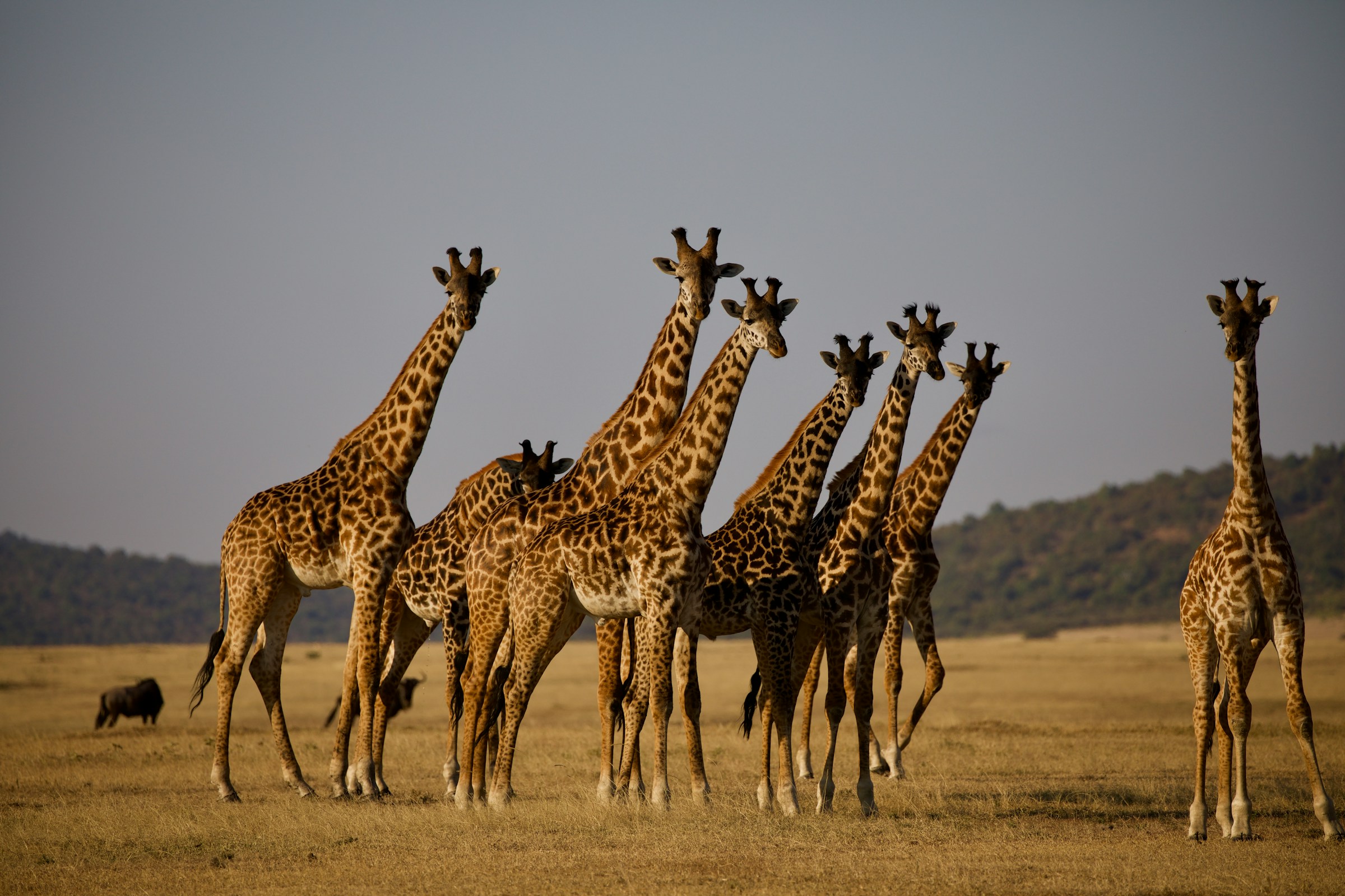 giraffe herd at luxury Tanzania safari