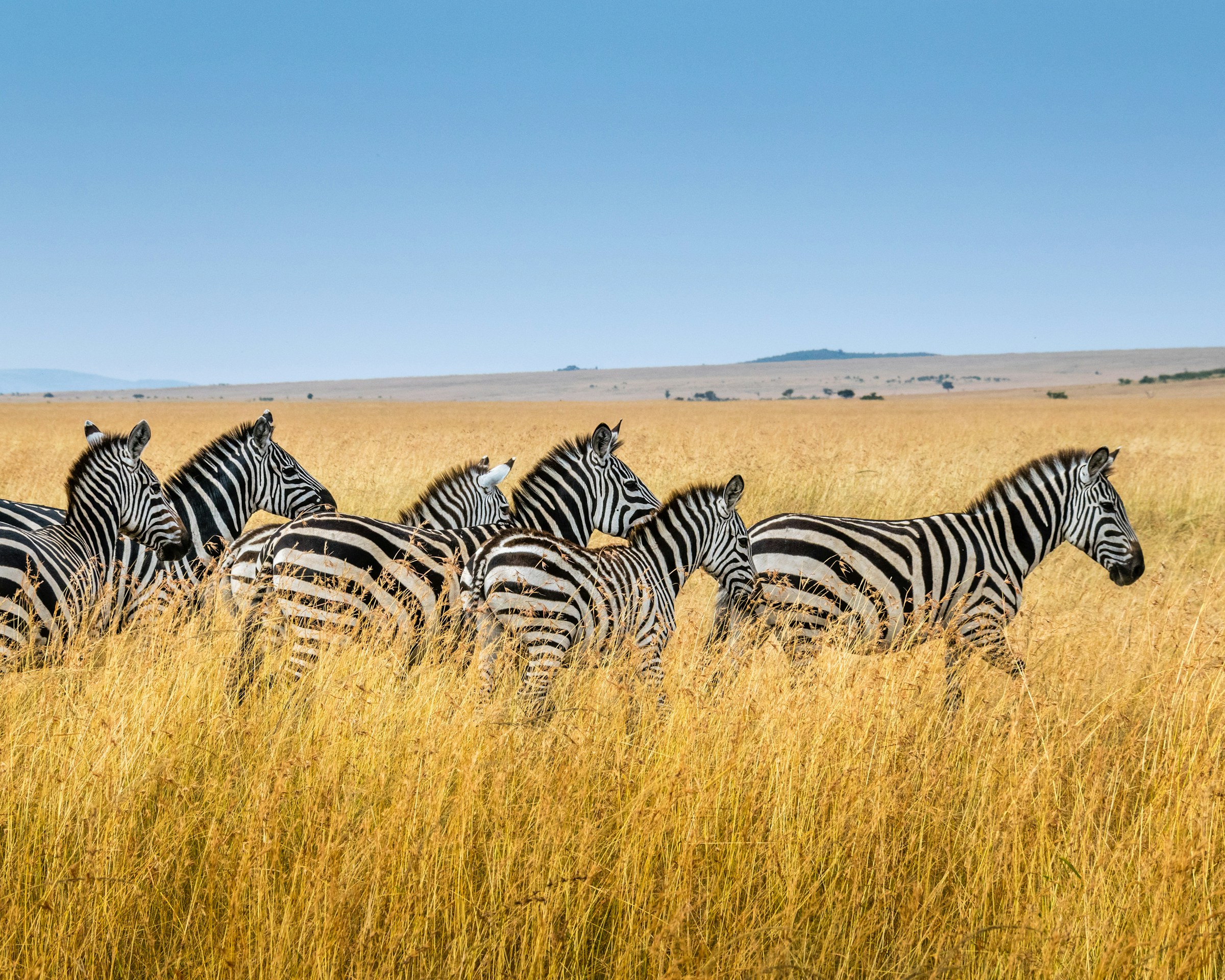 zebra herd on Great Kenyan Escape