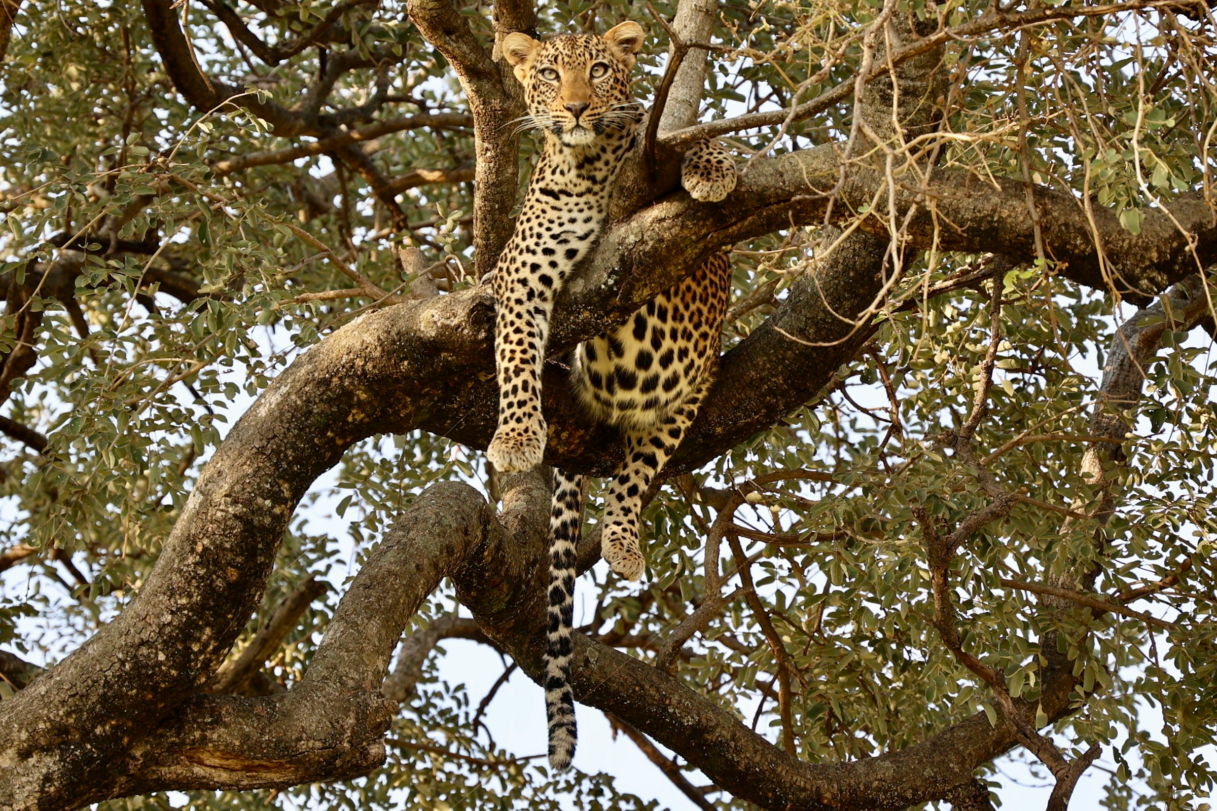 cheetah at Tarangire Treetops – luxury Tanzania safari