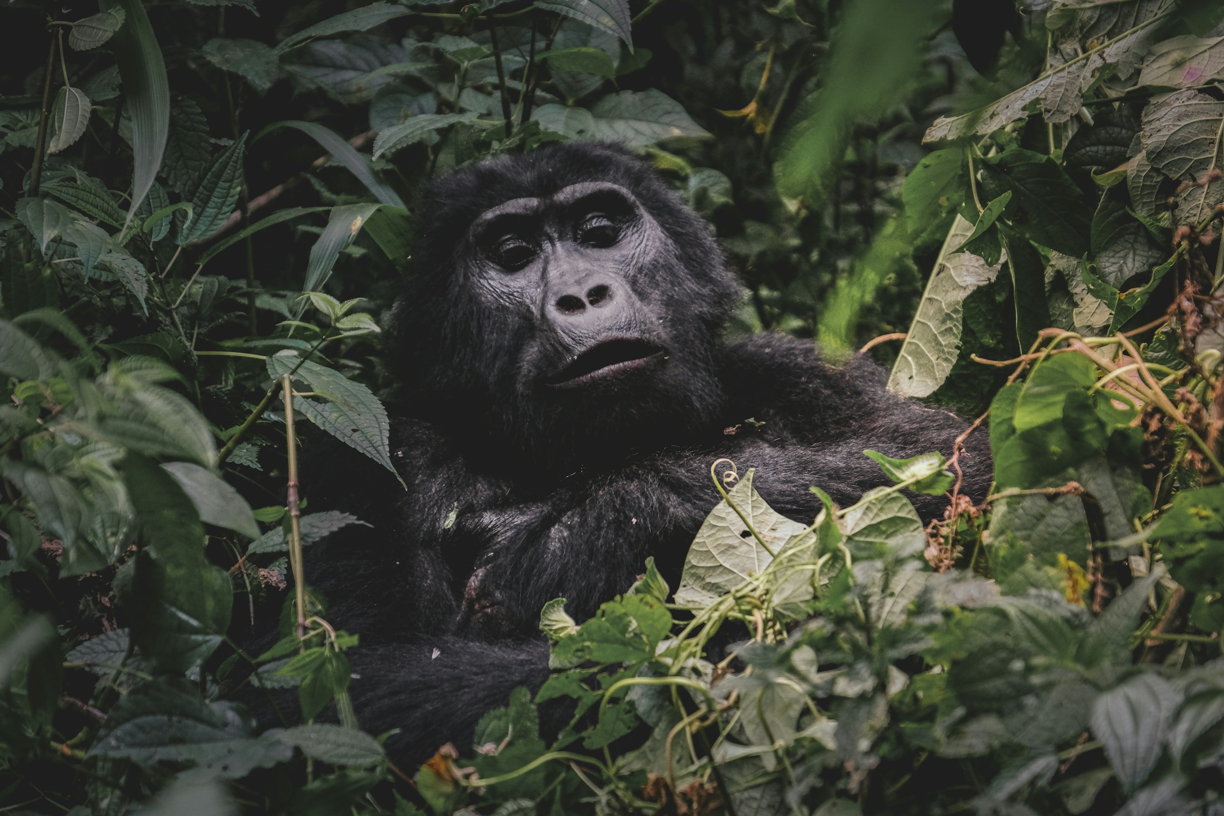 francesco-ungaro-pdLIuqDdFDo-unsplash