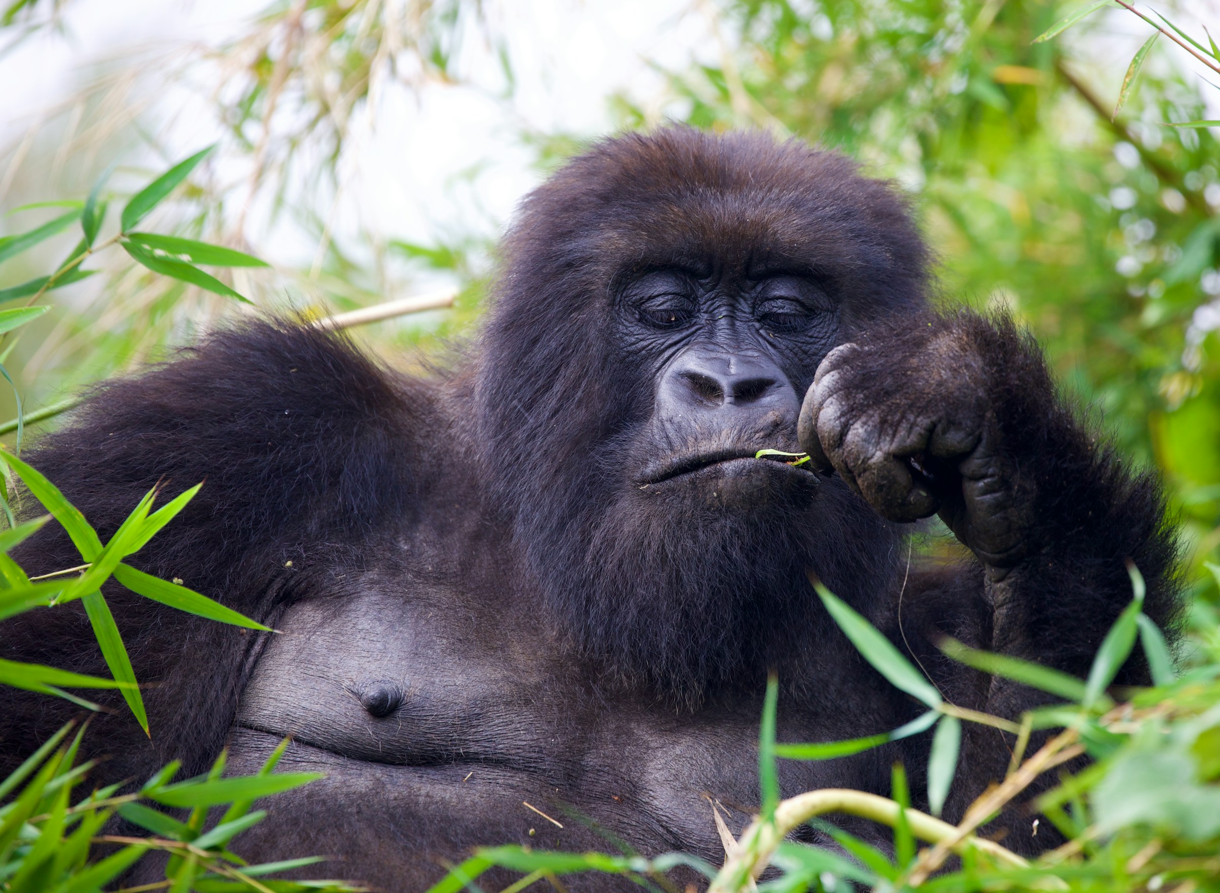 Mountain gorilla in Bwindi Impenetrable Forest during Fly-In Gorilla Safari Uganda