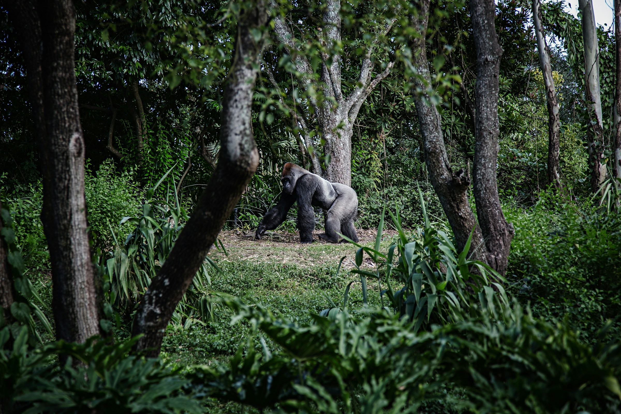 Mountain gorilla family in Uganda's Fly-In Gorilla Safari
